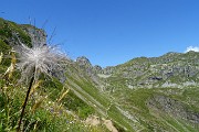 32 Fruttescenza di pulsatilla alpina 
